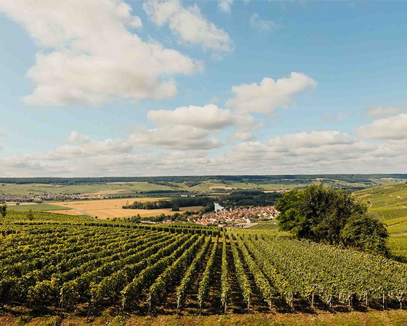 Brut Nature 2018 -  Champagne Louis Roederer