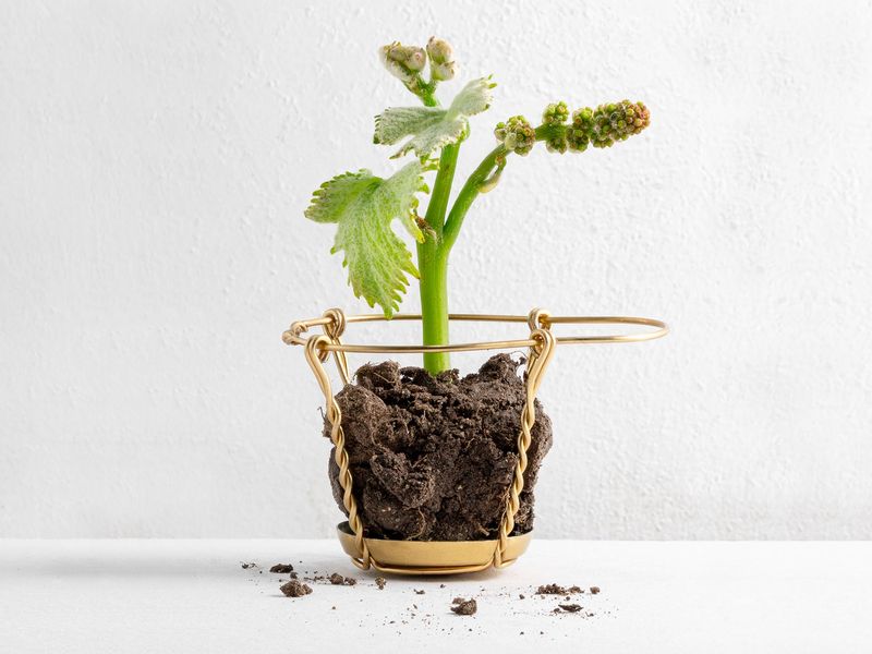 Collection  -  Champagne Louis Roederer